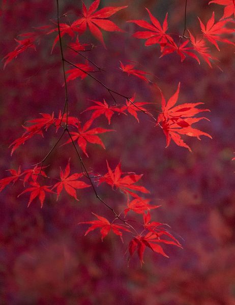 Gulin, Sylvia 아티스트의 USA-Washington State-Pacific Northwest-Sammamish and red Japanese Maple leaves작품입니다.